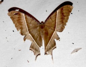 มอธค้างคาว (Long-tailed Moth, Bat Moth)