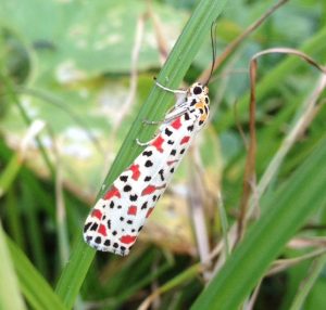 มอธปอเทืองขาวจุดแดงดำ (White Crotalaria Moth)