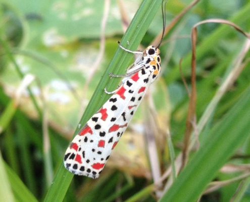 มอธปอเทืองขาวจุดแดงดำ (White Crotalaria Moth)