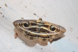 มอธพิรามหน้ายักษ์ (Contrasting Catocalin Moth)