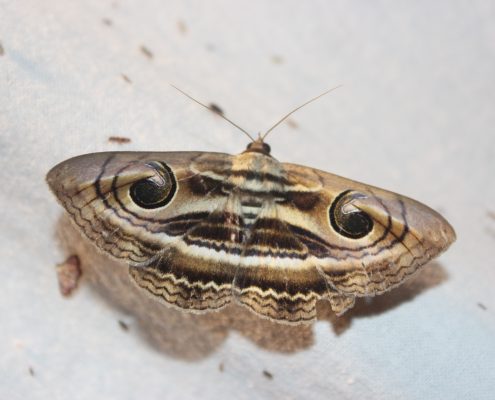 มอธพิรามหน้ายักษ์ (Contrasting Catocalin Moth)