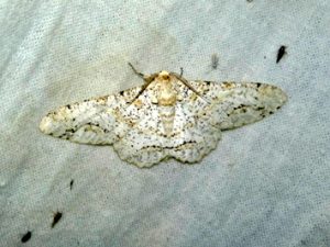 มอธเปลือกไม้แต้มจุด (Inoue Long-winged Moth)