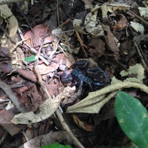 แมงป่องช้าง หรือแมงเงา (Laotian Giant Scorpion)