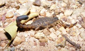 แมงป่องเล็ก หรือแมงงอด (Lesser Brown Scorpion)
