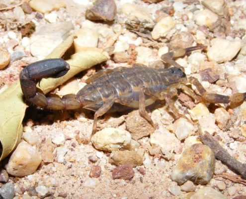 แมงป่องเล็ก หรือแมงงอด (Lesser Brown Scorpion)