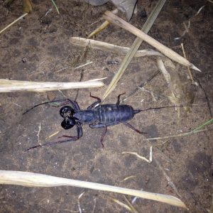 แมงป่องแส้ (Giant Vinegaroon, Whip Scorpion)