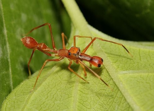 แมงมุมกระโดดมดตะนอย (Kerengga Ant-like Jumper)