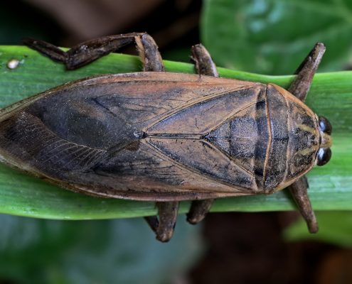 แมลงดานา (Giant Water Bug)