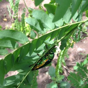 แมลงทับไทยขาเขียว (Green-legged Metallic Beetle)