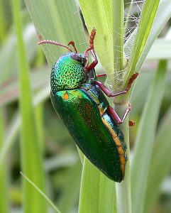 แมลงทับไทยขาแดง (Red-legged Metallic Beetle)