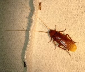 แมลงสาบอเมริกัน (American Hose Cockroach)